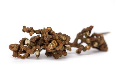 Doğu üzümü ağacının etli meyve sapları ya da beyaz üzerine Hovenia dulcis. Geleneksel doğulu yemek malzemesi.