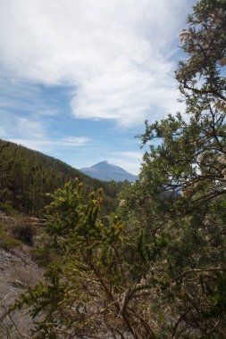 Yeşil orman ve Teide Yanardağı manzarası, Tenerife Adası, İspanya.