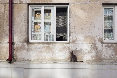 Pencerenin yanındaki eski duvarda oturan kedi