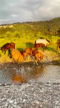 Kahverengi atlar nehrin yakınındaki çayırda yeşil ot yerler.