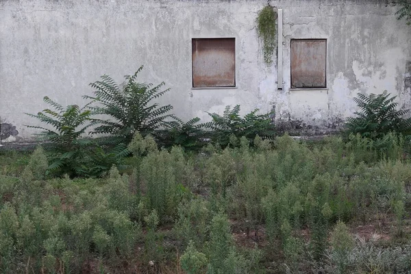 废弃的房子 有板窗 有茂密的蕨树 — 图库照片