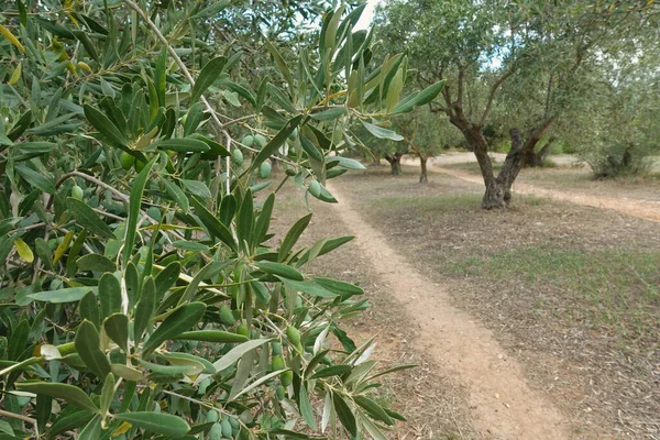 橄榄的橄榄树枝条和穿过种植园的小径 — 图库照片