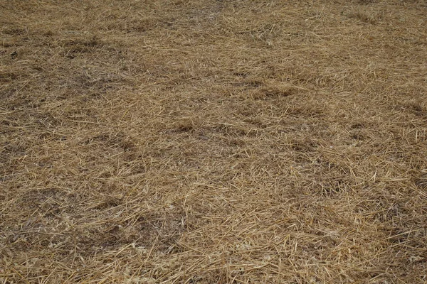 Сушені Розрізані Рослини Полі Літній Час Фон Сіном — стокове фото