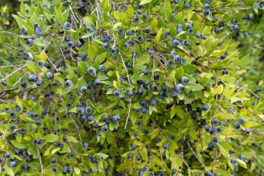 Yabani mersin ağacı dalları ve mavi meyveler..
