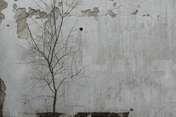 Kahle Äste Und Verwitterte Abgeplatzte Farbe Schimmelige Wand — Stockfoto