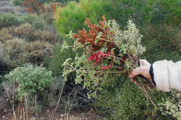 Ручной Букет Горных Диких Цветковых Растений Трав — стоковое фото