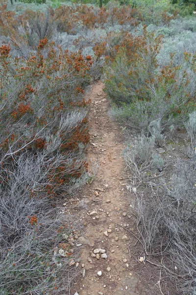 Ścieżka Gleby Roślinami Kwitnącymi Manipuliflory Erica Lesie — Zdjęcie stockowe