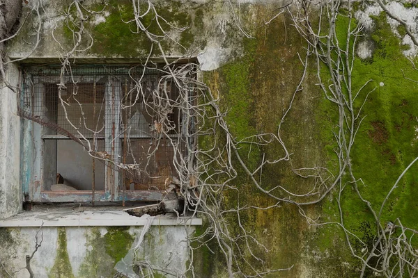 Stará Zeď Mechem Uschlými Vinicemi Zamotanými Rozbitém Okně Opuštěného Domu — Stock fotografie