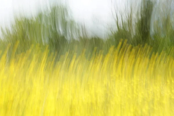 Kleur Veld Van Gele Bloemen Bomen Abstracte Beweging Wazig Impressionistische — Stockfoto