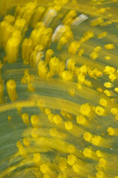 Żółte Stokrotki Kwiaty Abstrakcyjne Rozmycie Celowy Ruch Kamery Impresjonista Wiosenny — Zdjęcie stockowe