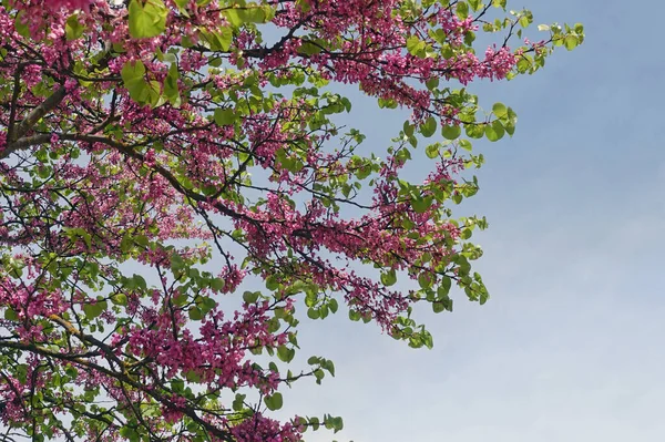Common Lilac Syringa Vulgaris Flowering Plant Branches Pink Flowers Springtime — Stock Photo, Image