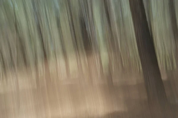 Floresta Troncos Árvore Borrão Paisagem Abstrata Movimento Intencional Câmera Exposição — Fotografia de Stock