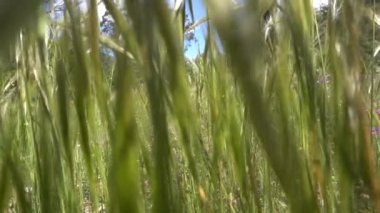 Bahar manzarasında uzun otların arasından yavaşça geçiyor..