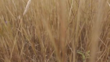 Kurumuş saman çöplerinin arasından yavaşça geçiyor. Yaz doğası ağır çekim.