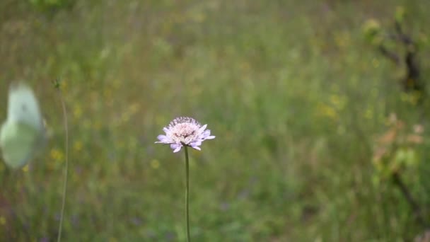 Papillon Blanc Volant Fleur Rose Scabiosa Mouvement Lent — Video