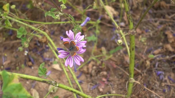 Mallow Çiçeğinin Üzerindeki Minik Kelebek Kanatlarını Çırparak Uçuyor Yavaş Çekim — Stok video