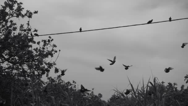 成群的鸽子拍打着翅膀飞走了 慢动作黑白相间 — 图库视频影像