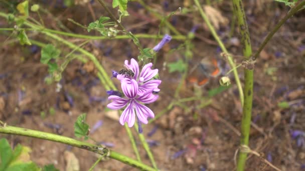 Mallow Çiçeğinin Üzerindeki Arı Kanat Çırpan Minik Kelebek Yavaş Çekim — Stok video