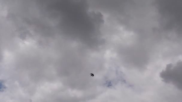 Kuş Gri Bulutlu Gökyüzünün Altında Kanat Çırparak Uçuyor Yavaş Çekim — Stok video