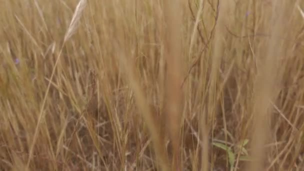 Långsamt Passerar Genom Förtorkad Halm Högt Gräs Sommar Natur Slow — Stockvideo