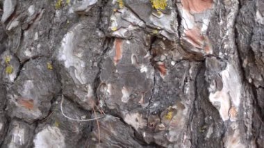 Çam ağacı gövdesi makro ahşap arka plan dokusu. Yavaş çekim.