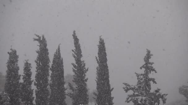Snow Falling Fir Trees Cold Winter Day Slow Motion — Stock Video