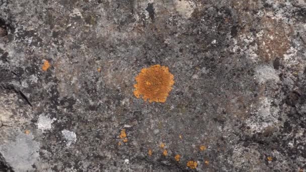 Rock Surface Yellow Lichen Macro Stone Background Texture Slow Motion — Stock Video