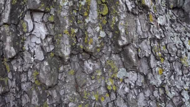 Tree Tronco Superfície Madeira Fundo Textura Movimento Lento — Vídeo de Stock