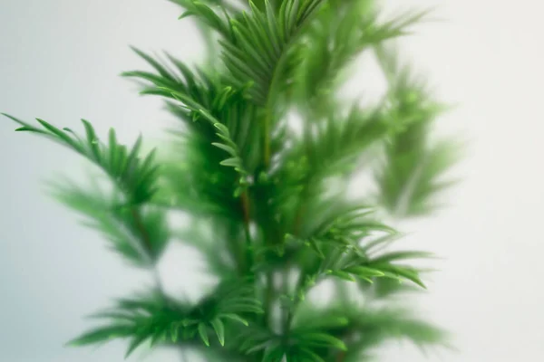霜のガラスの後ろの熱帯植物 緑の葉を持つ植物の背景 ヤシの木のあるアジアの屋内庭園 Alliphonewallpapers Net — ストック写真