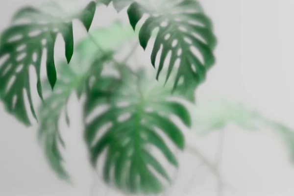 Tropische Monsterpflanze Hinter Milchglas Abstrakter Botanischer Hintergrund Mit Grünem Laub — Stockfoto