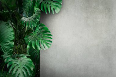 Kırsal alanda tropik palmiye yaprakları. Beton duvarın arkasındaki orman bahçesi.. 