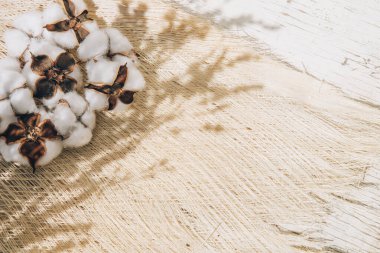 Pamuk çiçekli doğal botanik doku ve palmiye ağacı kabuğu beyazlatılmış. Güzellik, moda ve yaşam tarzı modelleme şablonu tasarımı için yaz en az estetik arka plan. Boho ve wabi sabi dekor stili.