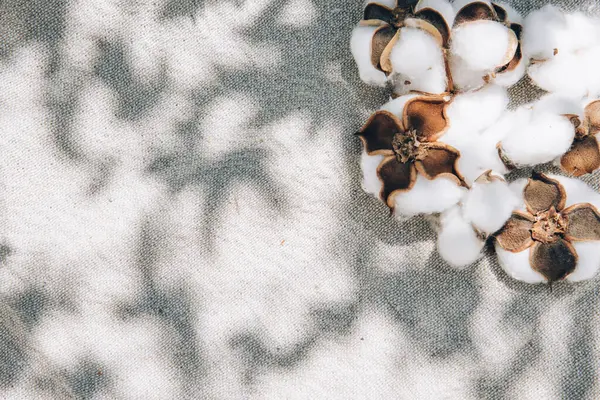 Doğal bej kumaş desenli, güneş ışığı gölgesi kaplamalı pamuk. Sürdürülebilir kuru dekor bitkileri. Kaplıca, güzellik ve moda modelleri için yaz estetik desen arka planı. 