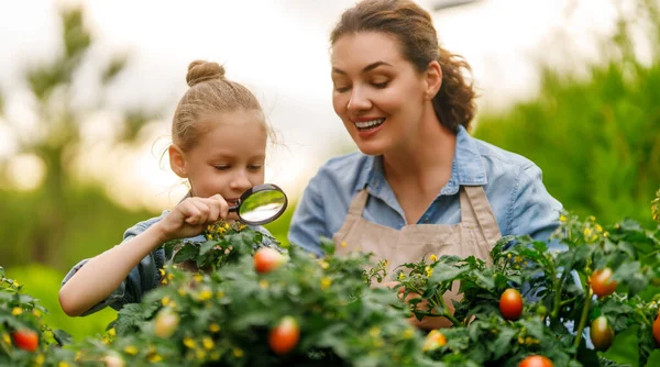Szczęśliwa Matka Córka Ogrodnictwo Podwórku Kid Pomaga Mamie Uczy Się — Zdjęcie stockowe