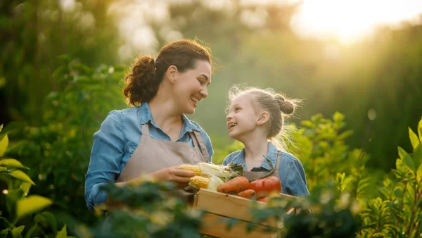 快乐的母亲和女儿在后院有机花园种花 孩子和妈妈采摘新鲜蔬菜 学习植物学 — 图库照片