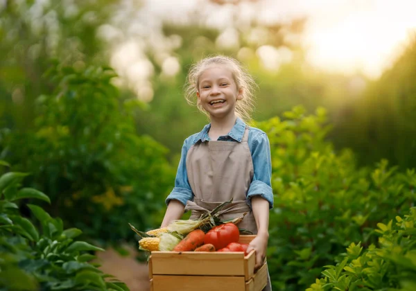 Szczęśliwy Mały Rolnik Organizujący Świeżo Zebrane Produkty Skrzyni Farmie Ekologicznej — Zdjęcie stockowe