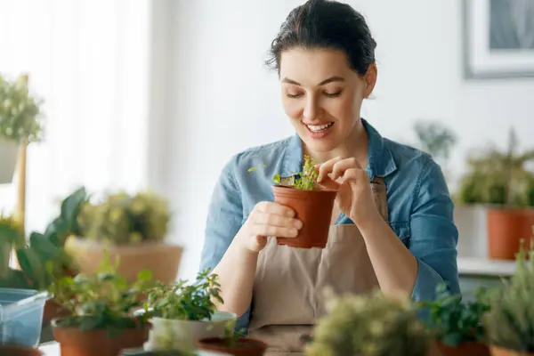 Žena Pečující Rostliny Doma Jaře Stock Snímky