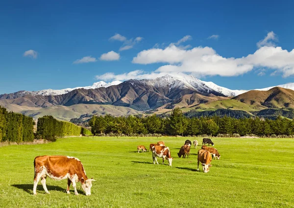 Paisagem Com Montanhas Nevadas Vacas Pastando Nova Zelândia — Fotografia de Stock