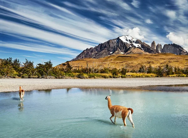 Γουανάκο Διασχίζοντας Τον Ποταμό Στο Torres Del Paine Εθνικό Πάρκο — Φωτογραφία Αρχείου