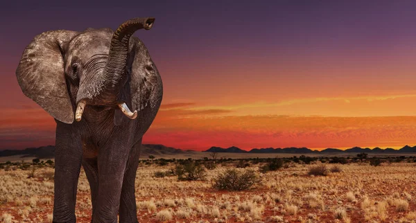 African elephant in savanna at sunset