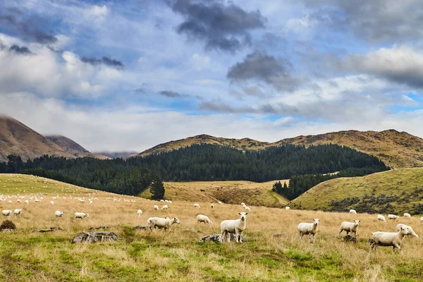 Yeni Zelanda Orman Bulutlu Gökyüzü Otlayan Koyunlarla Kaplı Tepeler — Stok fotoğraf