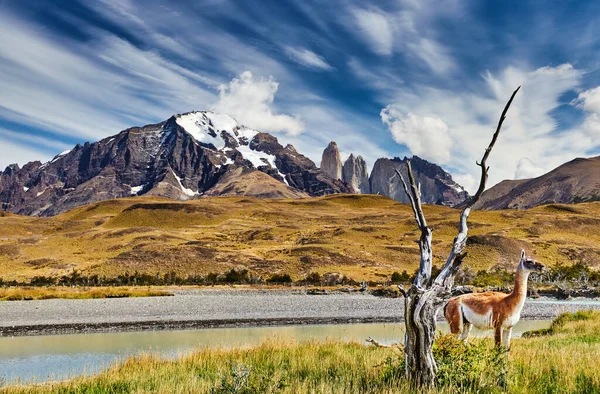 Guanaco Torres Del Paine National Park Patagonia Chile — Stock Photo, Image