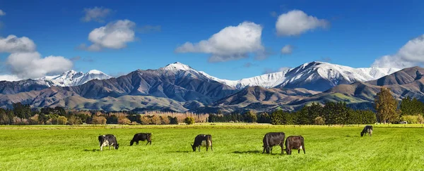 Paisaje Pastoral Con Vacas Pastando Montañas Nevadas Nueva Zelanda — Foto de Stock