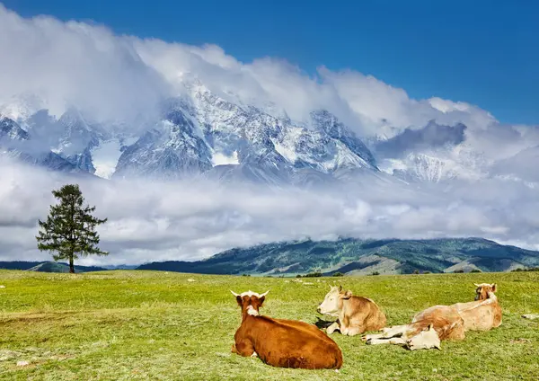 Τοπίο Χιονισμένα Βουνά Και Αγελάδες Που Αναπαύονται Στο Γρασίδι — Φωτογραφία Αρχείου