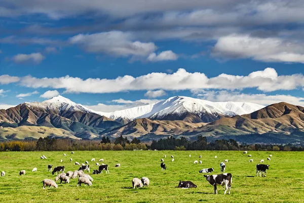 新西兰牧场景观 有放牧的奶牛和雪山 — 图库照片