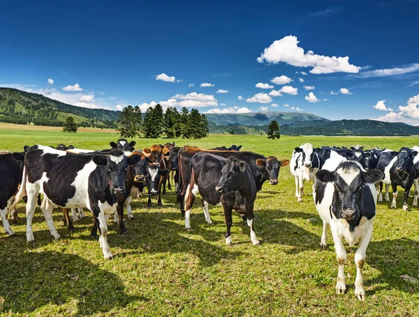 グリーンフィールドで放牧する牛の群れ ストック写真