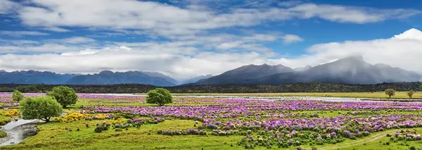 Berglandschaft Mit Blühenden Blumen Fiordland Neuseeland — Stockfoto