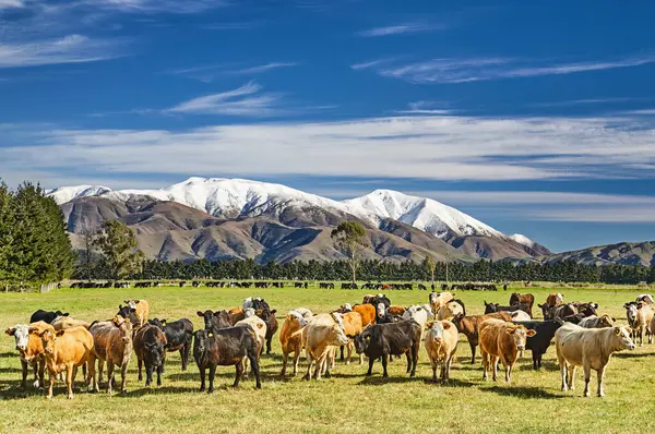 Eine Herde Kühe Weidet Auf Einer Grünen Wiese Neuseeland lizenzfreie Stockfotos