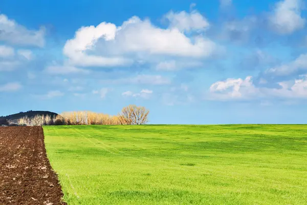Прекрасный Весенний Пейзаж Свежим Зеленым Полем Голубым Небом Стоковое Фото