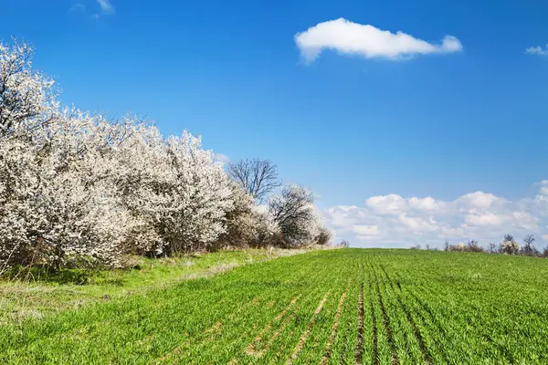 Piękny Wiosenny Krajobraz Świeżym Zielonym Polem Kwitnące Drzewa Błękitne Niebo Obrazek Stockowy